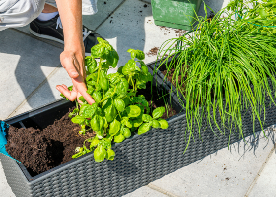 Kruidenplanten verpotten