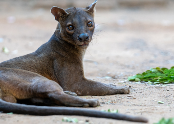 Fossa welpen geboren