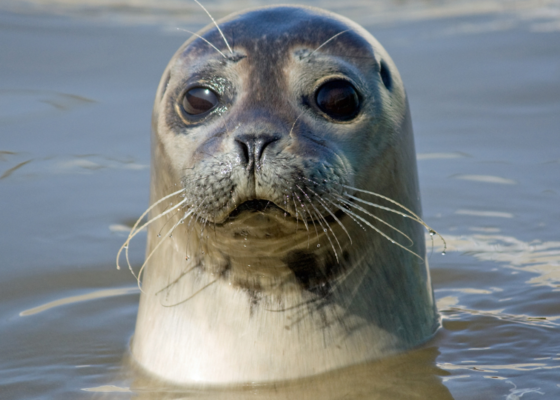 Jacht op zeehonden