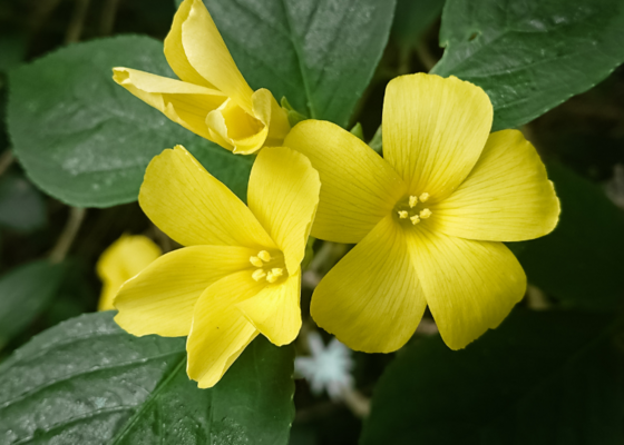 Planten met racistische namen