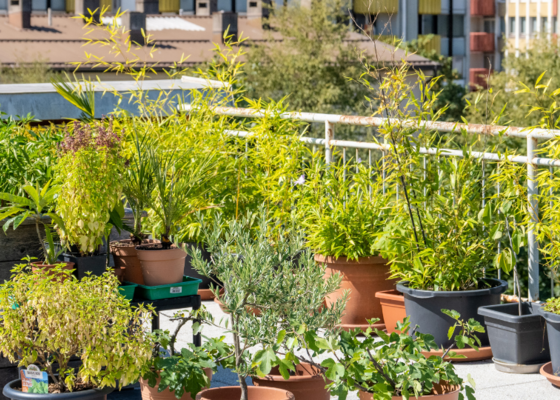 Kuipplanten planten in potten buiten