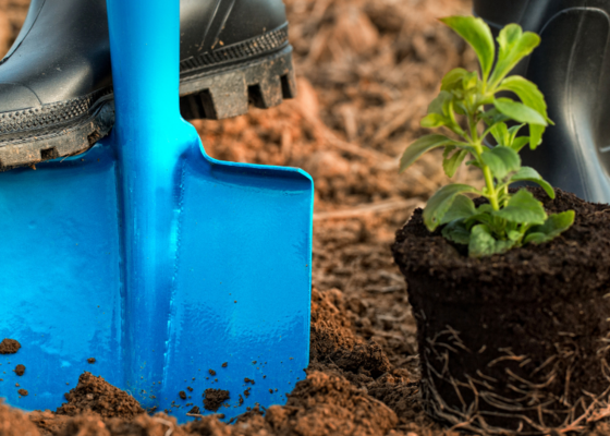 Planten verplanten verplaatsen