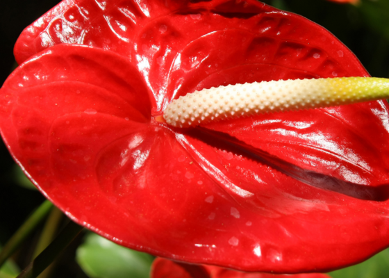 Flamingoplant, Anthurium