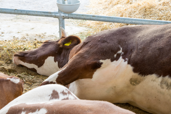 Is Melk Gezond Of Niet En Welke Melk Is Het Gezondst